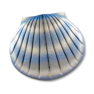 COMPANION The Shell Urn